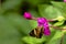 Close up of beautiful butterfly