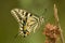 Close up of beautiful butterfly