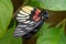 Close-up of a beautiful butterfly Delias Pasithoe sitting a leave / flower