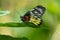 Close-up of a beautiful butterfly Delias Pasithoe sitting a leave / flower