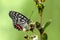 Close-up of a beautiful butterfly hestina assimilis sitting a leave / flower