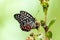Close-up of a beautiful butterfly hestina assimilis sitting a leave / flower