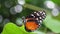 Close up beautiful butterfly sitting on plant