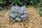 Close up beautiful cactus on sand floor in nature