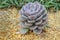 Close up beautiful cactus on sand floor in nature