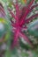 Close up beautiful Caladium leaves texture in the garden