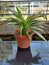 Close-up of beautiful carex siderosticta plant on blurred background.