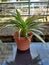 Close-up of beautiful carex siderosticta plant on blurred background.