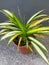 Close-up of beautiful carex siderosticta plant on blurred background.