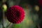 Close up of a Beautiful Carmine Dark Red Dahlia Pom Pom or Ball Dahlia on a garden. Gentle movements under the summer breeze.