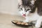 Close-up of a beautiful cat over a plate of food. Pet tongue licked by delicious food