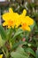 Close up beautiful Cattleya orchid.