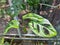 Close-up of a beautiful ceriman plant (Monstera deliciosa) in the garden