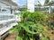 Close-up of a beautiful ceriman plant (Monstera deliciosa) in the garden