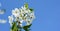 A close-up on beautiful cherry tree spring blossom, bloom with white flowers and a large blooming fruit tree and blue sky in the