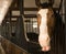 Close up of a beautiful chestnut colored stallion horse in stable