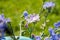 Close-up of beautiful chicory flowers on a background of grass in summer