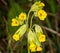 Close up of beautiful cluster of cowslip flower heads