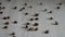 Close-up of beautiful coffee beans crumbling on a white wooden surface