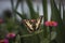 Close up on beautiful colored butterfly Papilio machaon sitting on a pink flower in a small garden. Swallowtail butterfly.