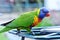 Close-up beautiful colorful Australian native bird, Rainbow Lorikeet