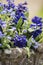 Close up of beautiful colorful bluebells and forget-me-not flowers in flower pot