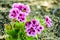 Close up beautiful and colorful Dianthus barbatus