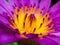 Close Up beautiful colorfull lotus