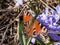 Close-up of beautiful colourful butterfly - European peacock butterfly Aglais io on blue flower with blurred background. Wings