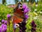 Close-up of beautiful colourful butterfly - European peacock butterfly Aglais io on purple flower with blurred green background