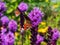 Close-up of beautiful colourful butterfly - European peacock butterfly Aglais io on purple flower with blurred green background