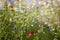 Close Up Of Beautiful Colourful Field Of Wild Flowers Growing