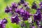 Close-up of beautiful Columbine Flower purple  Aquilegia growing in the sun in blurred garden greenery
