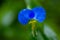 Close-up of beautiful Commelina communis flowers