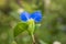 Close-up of beautiful Commelina communis flowers