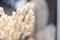 Close up beautiful creamy colour dried grass in flower vase for decoration in home and hotel event