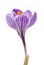 Close up of beautiful crocus on white background - fresh spring flowers. Violet crocus flowers bouquet .