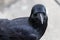 Close up beautiful crow