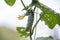 Close-up of beautiful cucumbers, big and small with dried blossom and green leaves lit by sun on bright colorful blurred copy spa