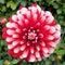 A close up of a beautiful dahlia flower with exquisite  red and white tones