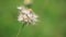Close up of beautiful dandelion in nature. macro.