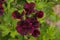 Close up of beautiful dark burgundy ivy geranium