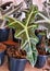 Close up of a beautiful dark green leaf of Alocasia Nobilis