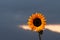 Close-up of beautiful decorative head of sunflower