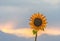 Close-up of beautiful decorative head of sunflower