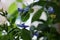 Close-up of a beautiful, decorative leaf and blue flower  of a house plant clerodendrum ugandense