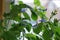 Close-up of a beautiful, decorative leaf and blue flower  of a house plant clerodendrum ugandense