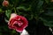 Close-up of beautiful deep red magenta hibiscus flower blossom about to bloom in Hawaii paradise, floral garden background, travel