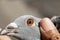 Close up beautiful detail of homing pigeon eyes