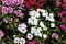 Close up beautiful Dianthus flower on garden